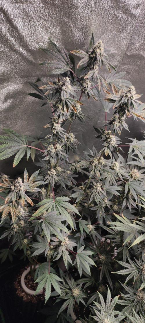 Grape Pie. Week 10