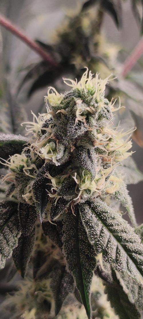 Grape Pie. Week 10