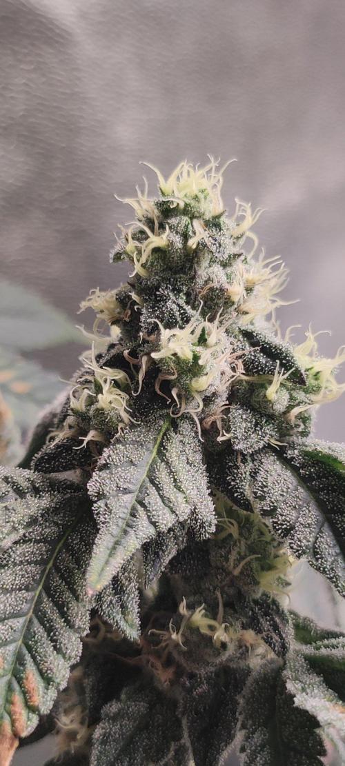 Grape Pie. Week 10