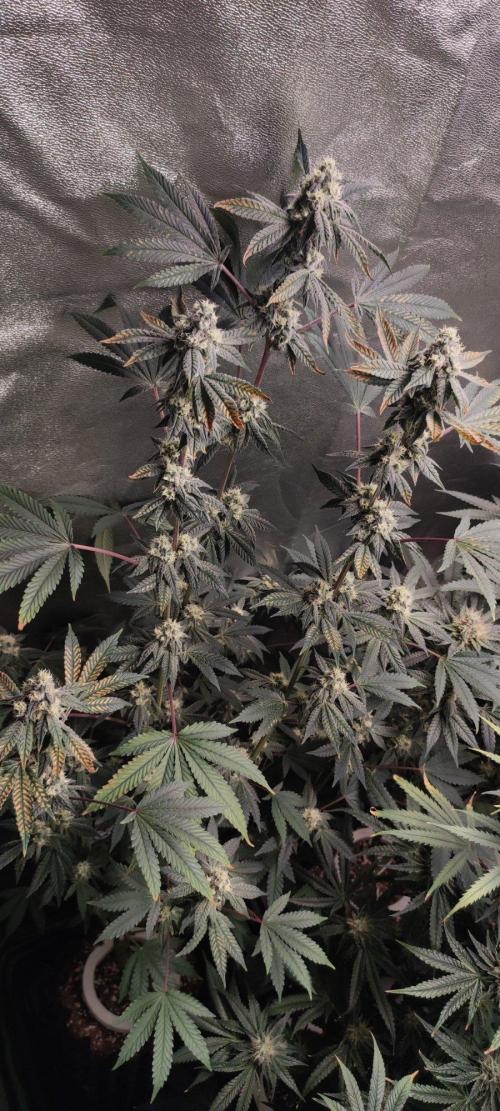 Grape Pie. Week 10