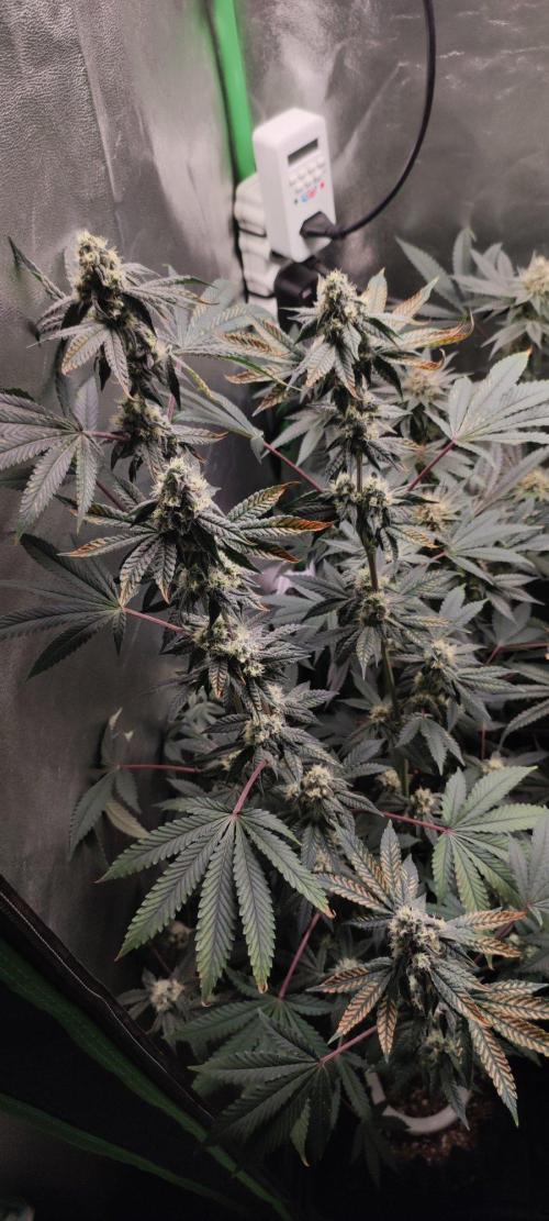 Grape Pie. Week 10
