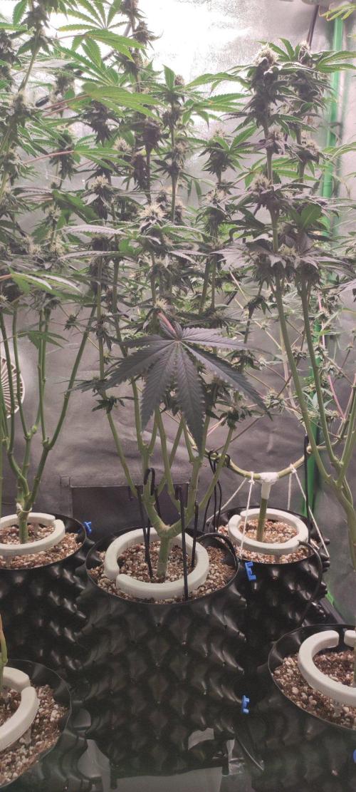 Wedding Cake. Week 11