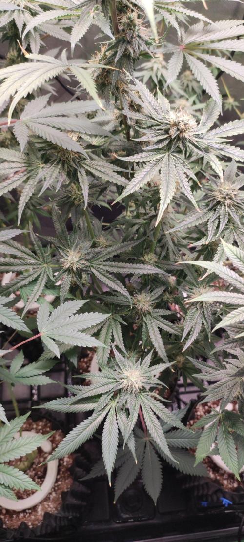 Wedding Cake. Week 11