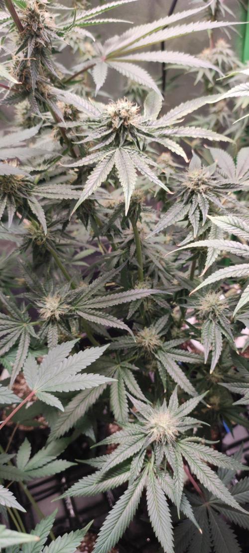 Wedding Cake. Week 11