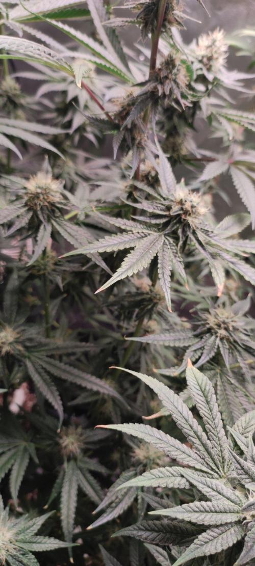 Wedding Cake. Week 11