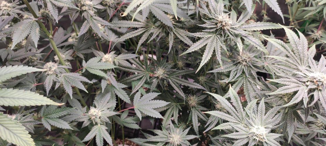 Wedding Cake. Week 11