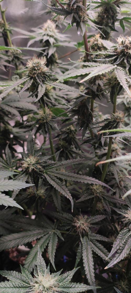 Wedding Cake. Week 11