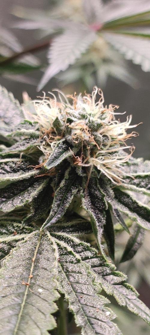 Wedding Cake. Week 11
