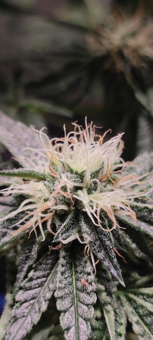 Wedding Cake. Week 11