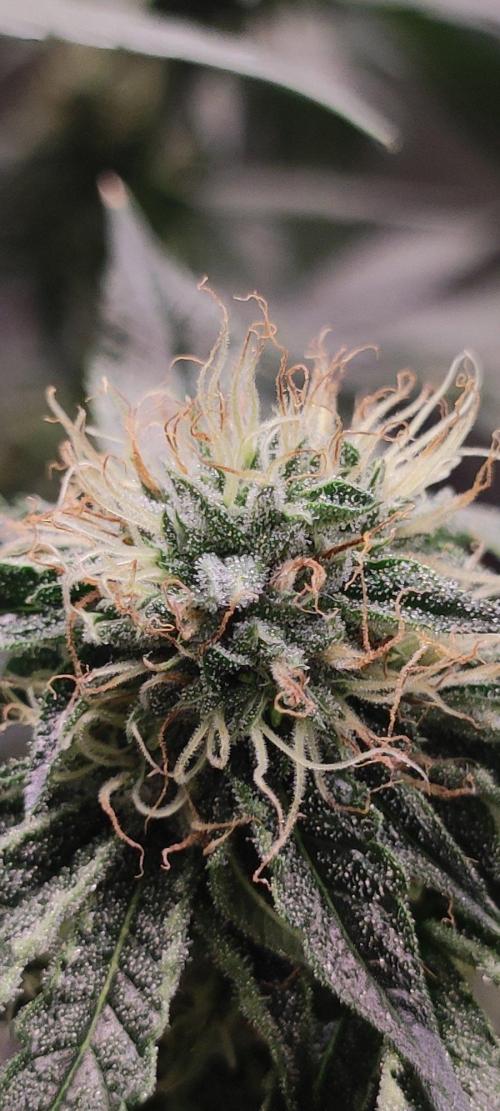 Wedding Cake. Week 11