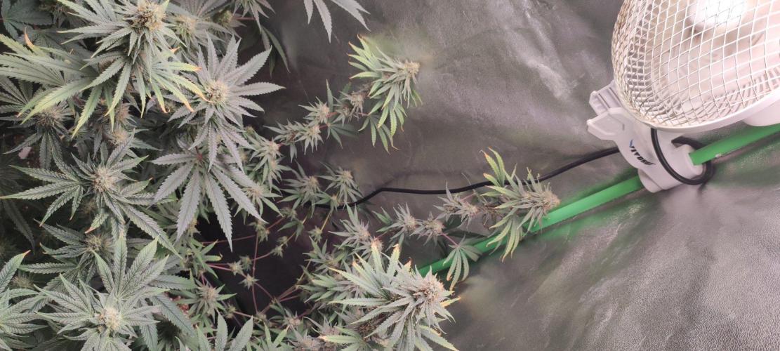 Sherbet. Week 11