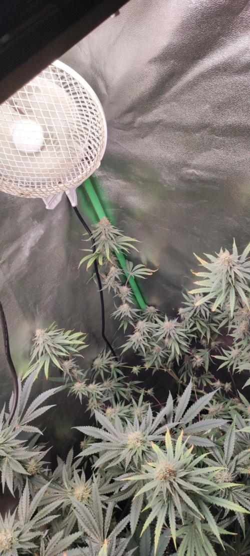 Sherbet. Week 11