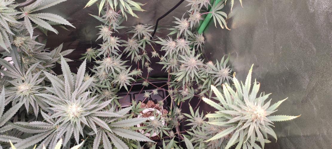Sherbet. Week 11