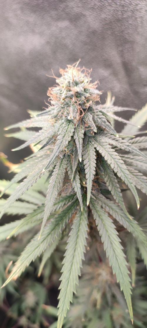 Sherbet. Week 11
