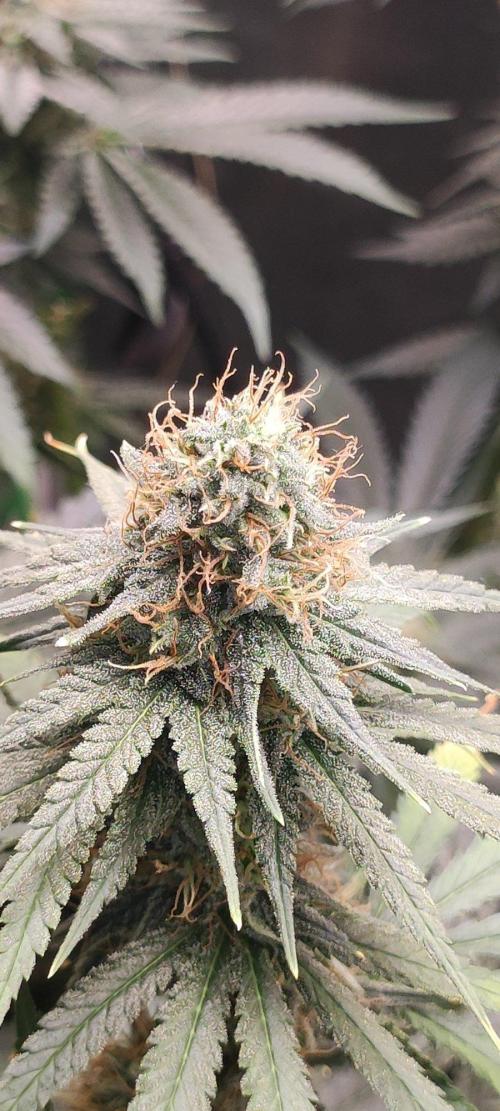 Sherbet. Week 11