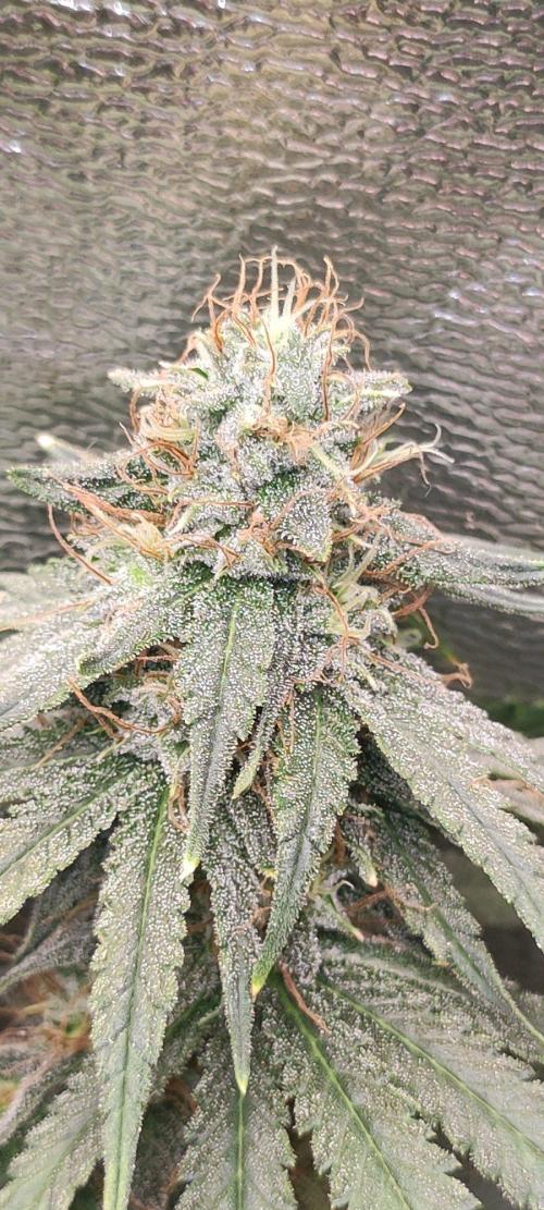 Sherbet. Week 11