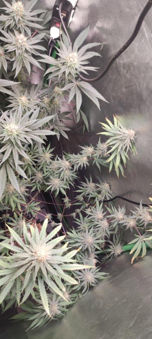 Sherbet. Week 11