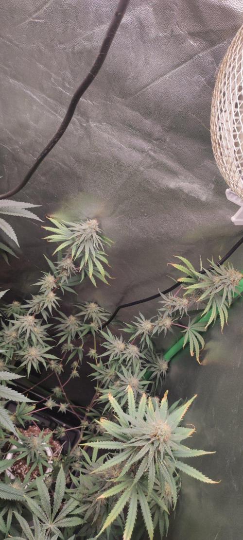Sherbet. Week 11
