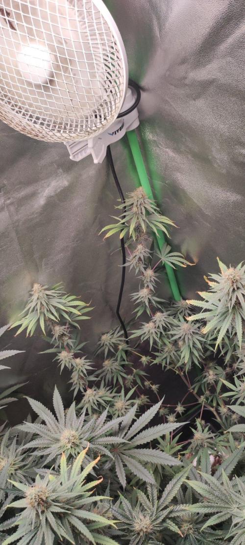 Sherbet. Week 11