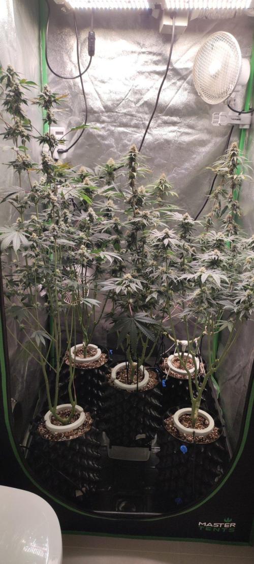 Sherbet. Week 11