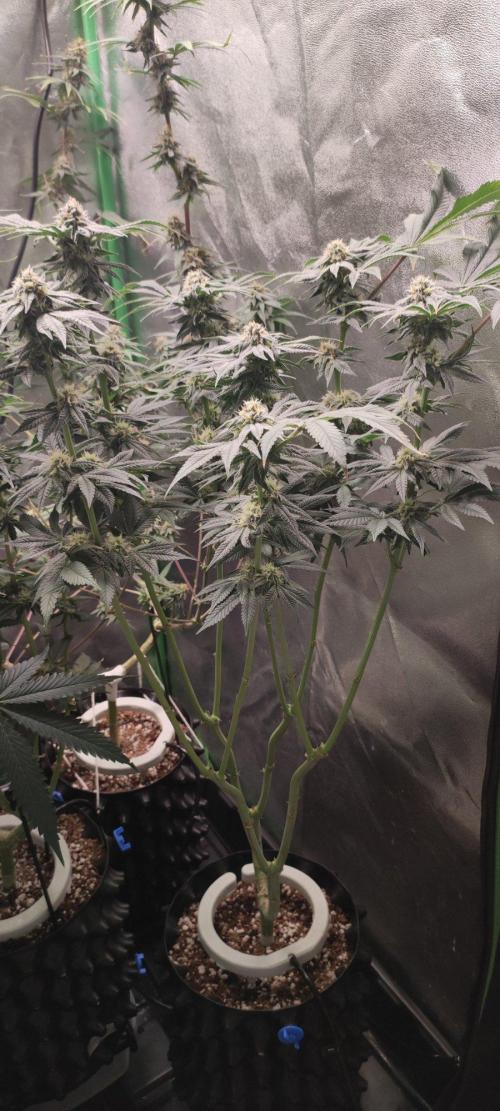 Gorilla Candy. Week 11
