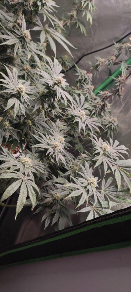 Gorilla Candy. Week 11