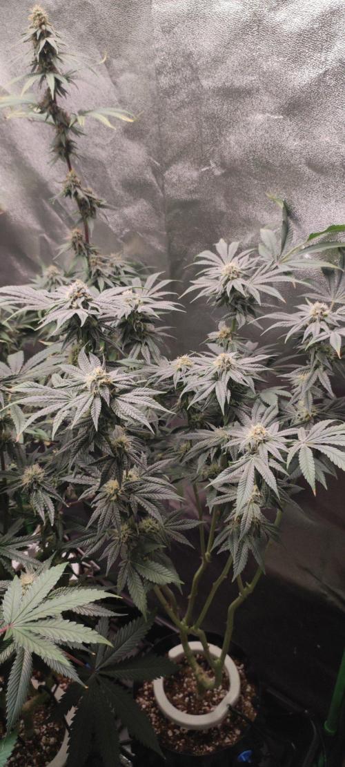 Gorilla Candy. Week 11
