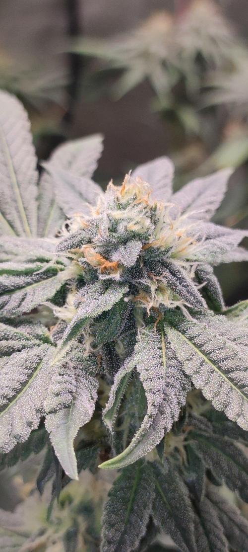Gorilla Candy. Week 11