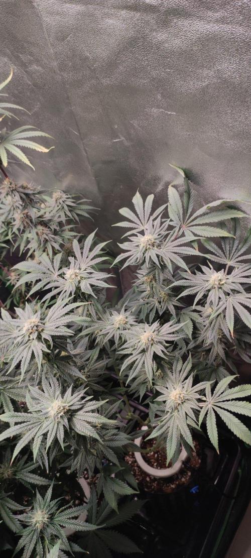 Gorilla Candy. Week 11
