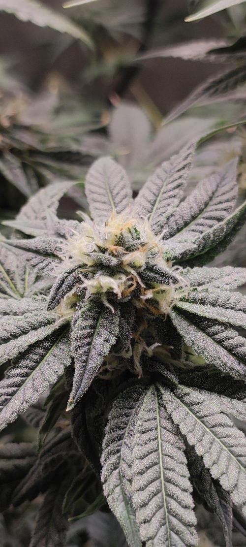 Gorilla Candy. Week 11