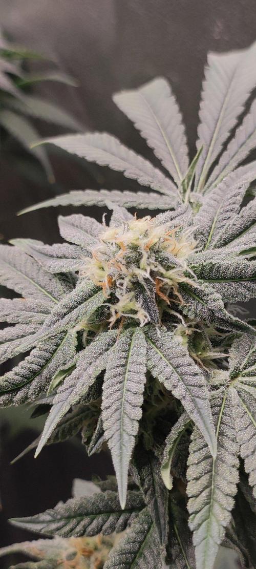 Gorilla Candy. Week 11