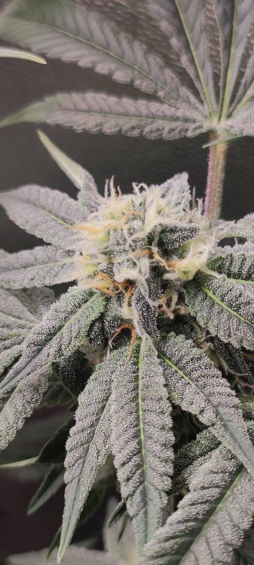 Gorilla Candy. Week 11