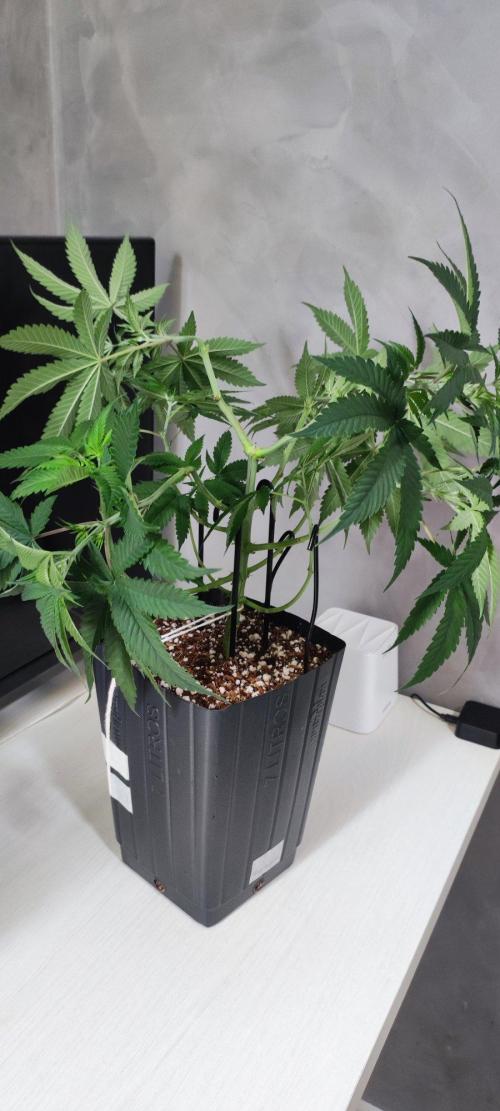 Peach Buddha CBD 🍑. Week 5