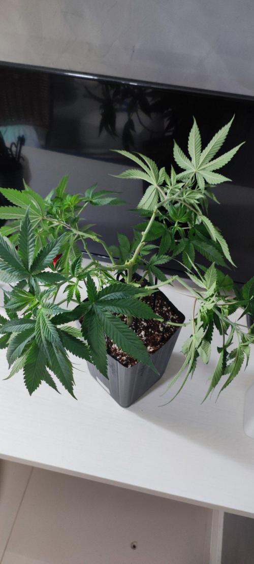 Peach Buddha CBD 🍑. Week 5