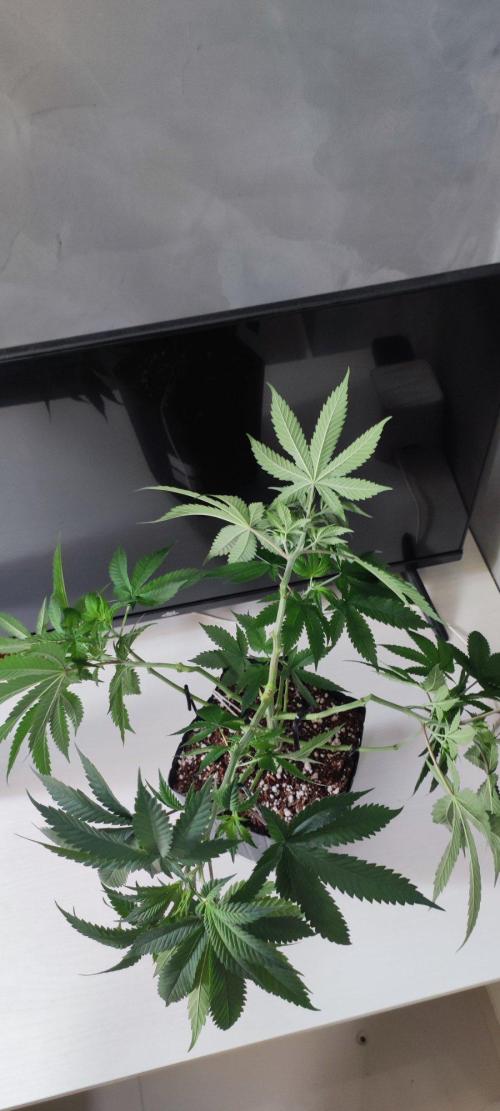 Peach Buddha CBD 🍑. Week 5