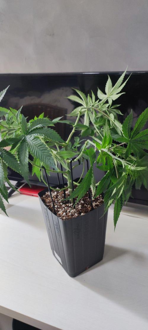 Peach Buddha CBD 🍑. Week 5