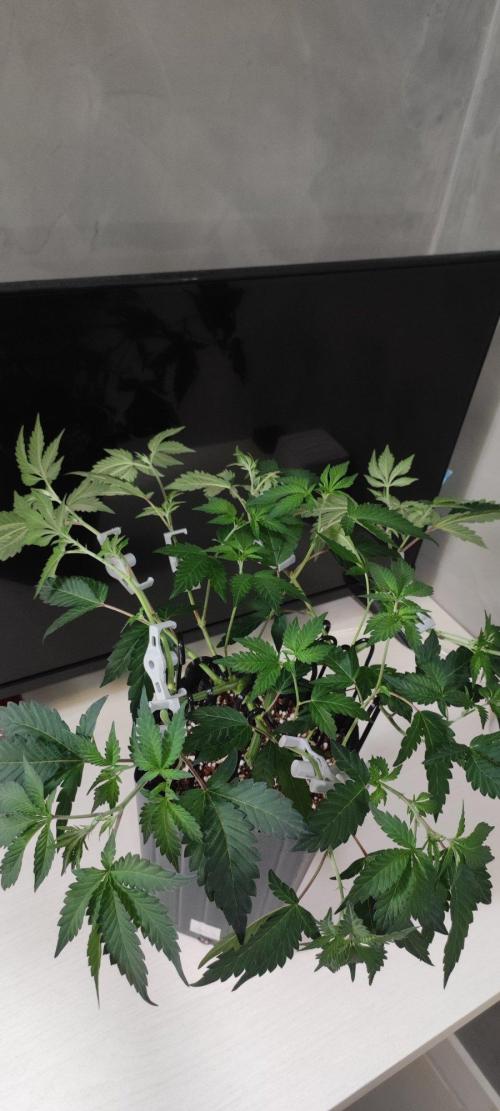Grape Pie 🍇 *Clone/1. Week 5