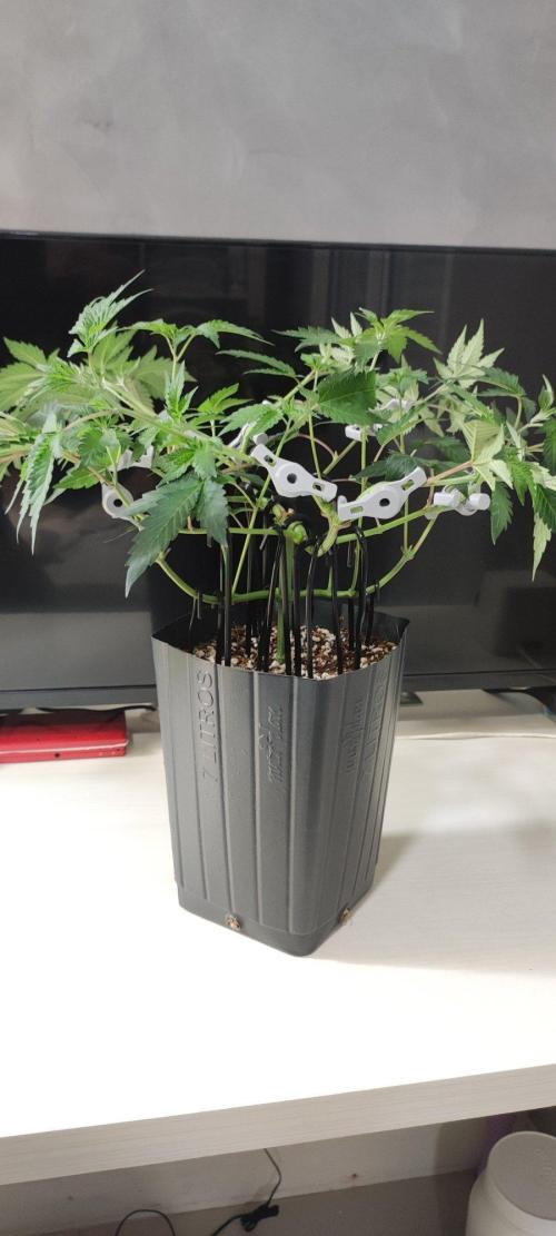 Grape Pie 🍇 *Clone/1. Week 5