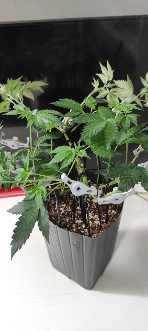 Grape Pie 🍇 *Clone/1. Week 5