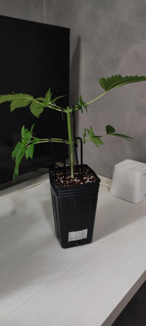 Special Queen #1. Week 3