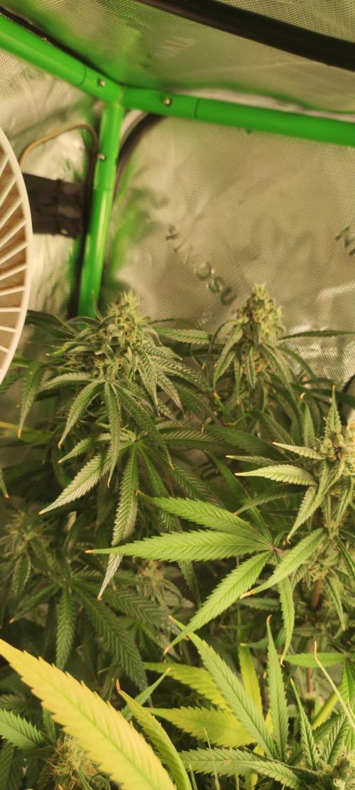 Blue Zushi. Week 11