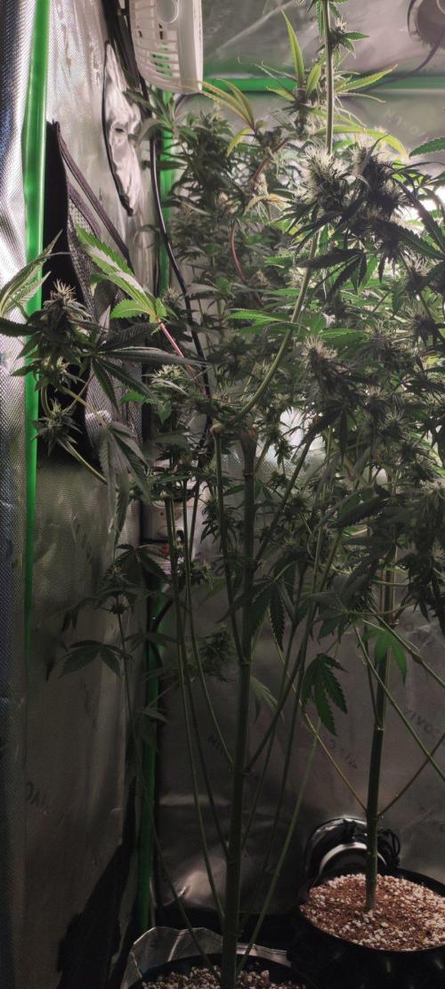 Blue Zushi. Week 11