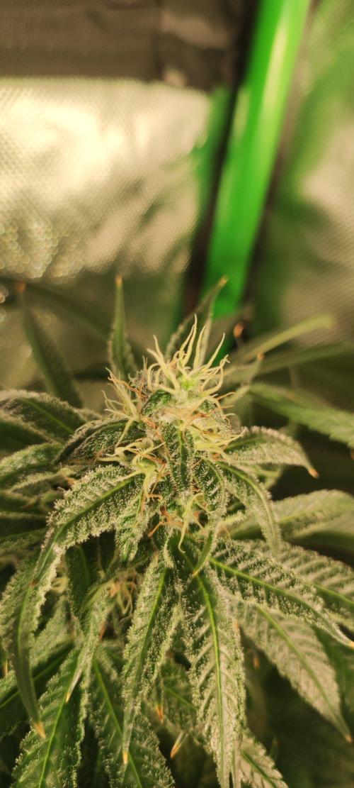 Blue Zushi. Week 11