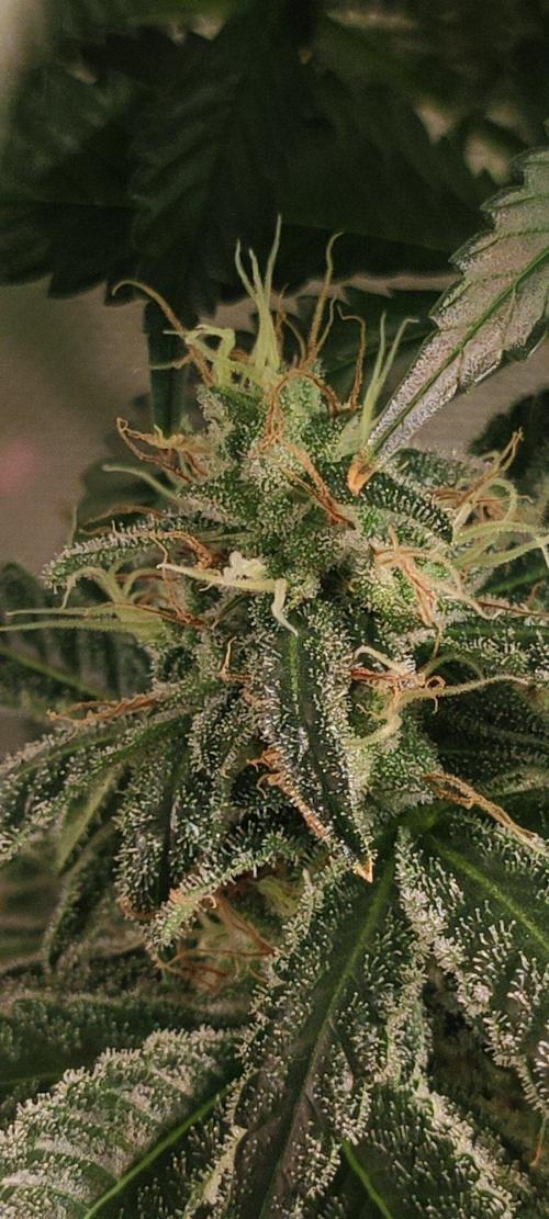 Blue Zushi. Week 11