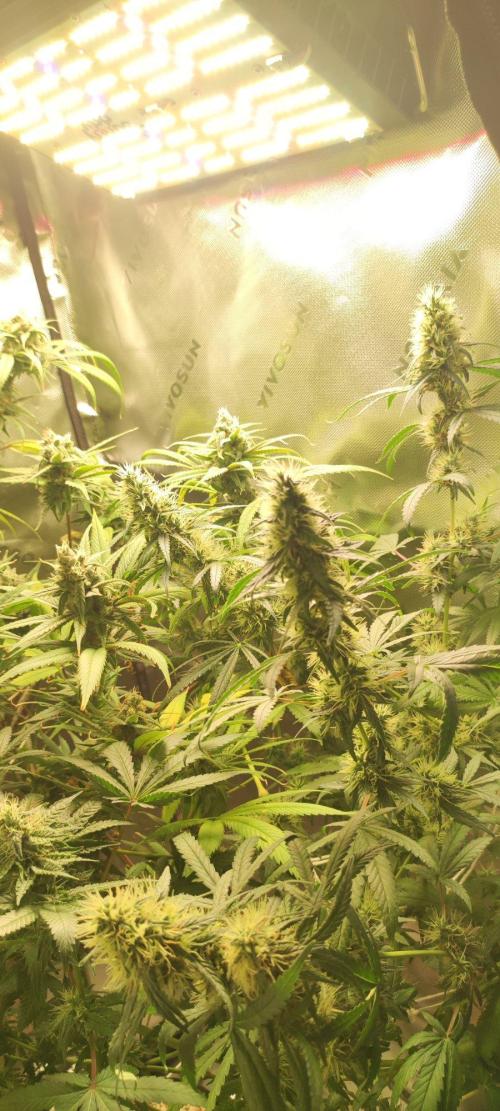 Grateful End OG. Week 11
