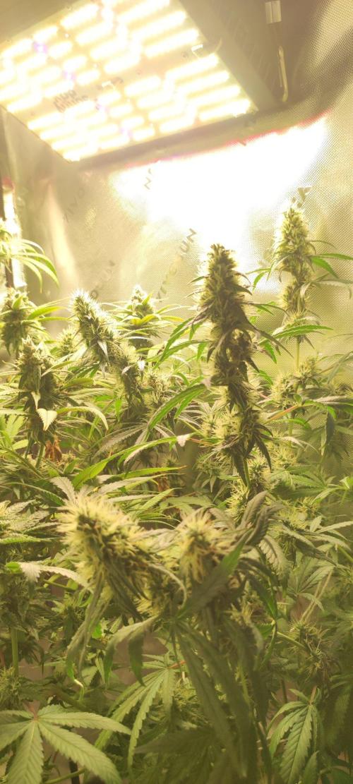 Grateful End OG. Week 11