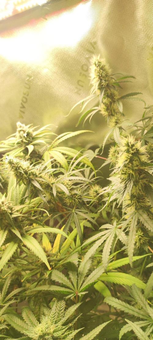 Grateful End OG. Week 11