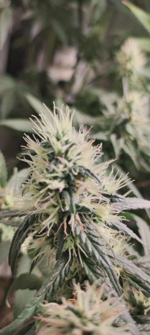 Grateful End OG. Week 11