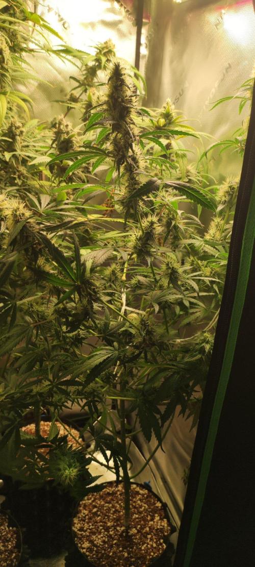 Grateful End OG. Week 11