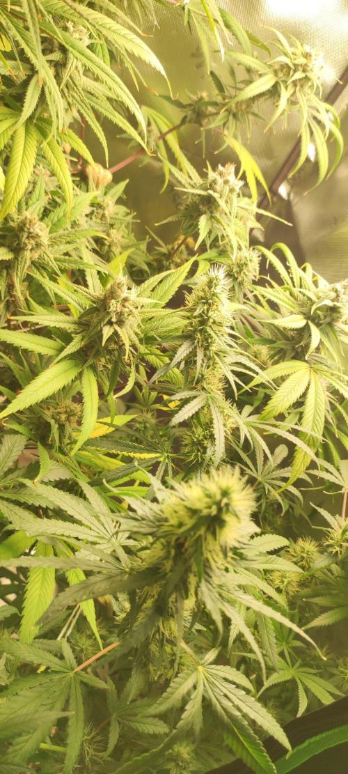 Grateful End OG. Week 11
